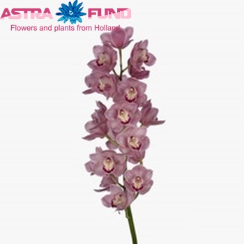 Cymbidium grootbloemig per tak Magic Kiwi 'Sue' photo