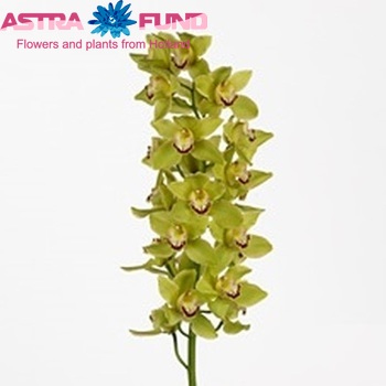 Cymbidium grootbloemig per tak 'Magic Wand' photo