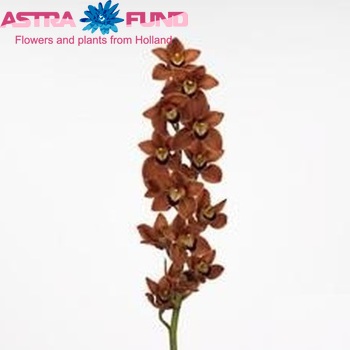 Cymbidium grootbloemig per tak 'Manon' photo