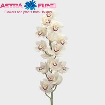 Cymbidium grootbloemig per tak 'Marielle' photo