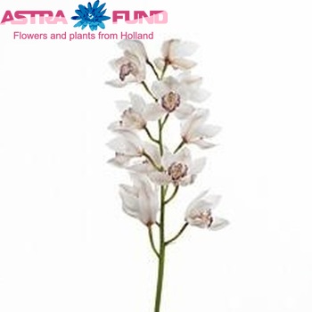 Cymbidium grootbloemig per tak 'Marionne' photo