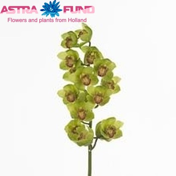 Cymbidium grootbloemig per tak 'Masterpiece' photo
