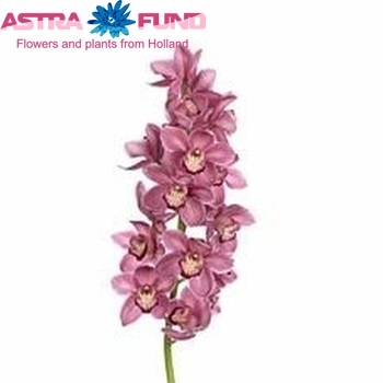 Cymbidium grootbloemig per tak 'Maufant' photo