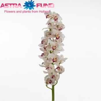 Cymbidium grootbloemig per tak Mazatlan 'Del Mar' photo