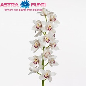 Cymbidium grootbloemig per tak 'Meline' photo
