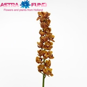 Cymbidium grootbloemig per tak Mighty Karen 'Rene s Wish' photo