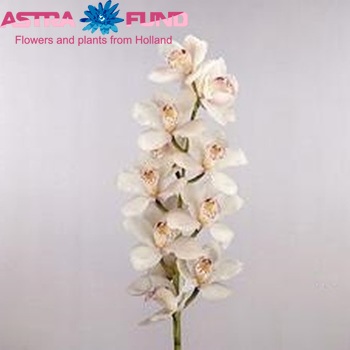 Cymbidium grootbloemig per tak 'Millenium' photo