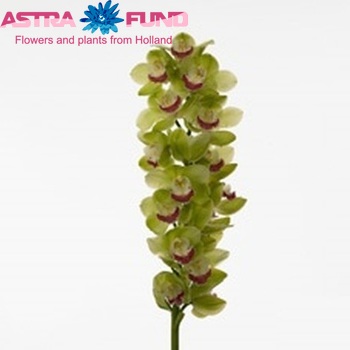 Cymbidium grootbloemig per tak Miretta '...' photo