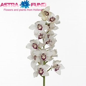 Cymbidium grootbloemig per tak 'Mon Amour' photo