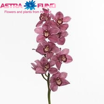 Cymbidium grootbloemig per tak 'Monica' photo