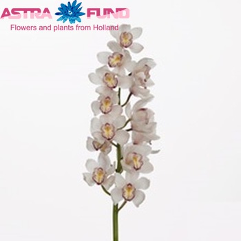 Cymbidium grootbloemig per tak 'Moonlight' photo