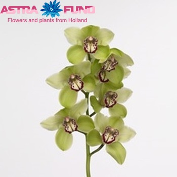 Cymbidium grootbloemig per tak 'Mrs. Amore Verde' photo