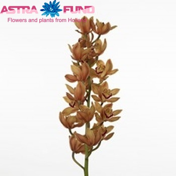 Cymbidium grootbloemig per tak 'Mrs. Brenda' photo