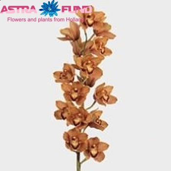Cymbidium grootbloemig per tak 'Mrs. Britney' photo