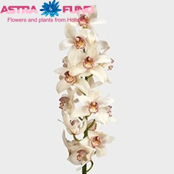 Cymbidium grootbloemig per tak 'Mrs. Celine' photo