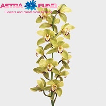 Cymbidium grootbloemig per tak 'Mrs. Claudia' photo