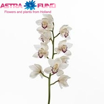 Cymbidium grootbloemig per tak 'Mrs. Daphne' photo