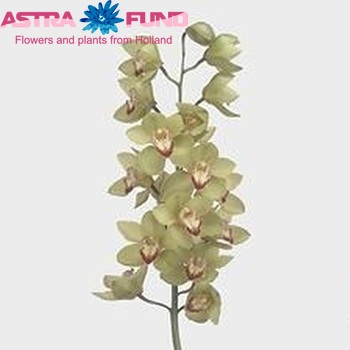 Cymbidium grootbloemig per tak 'Mrs. De Hulk' photo