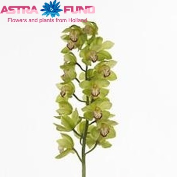 Cymbidium grootbloemig per tak 'Mrs. Elise' photo