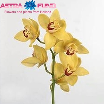 Cymbidium grootbloemig per tak 'Mrs. Emily' photo