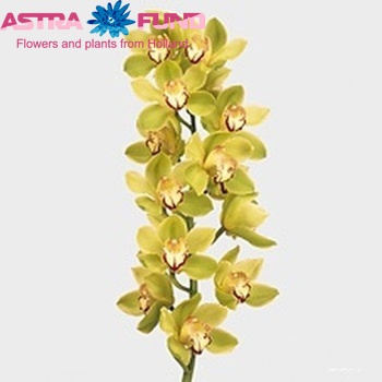Cymbidium grootbloemig per tak 'Mrs. Eveline' photo