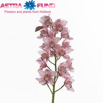 Cymbidium grootbloemig per tak 'Mrs. Evita' photo