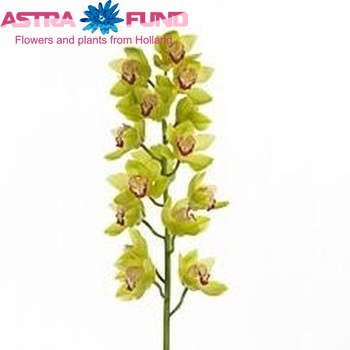Cymbidium grootbloemig per tak 'Mrs. Fabienne' photo
