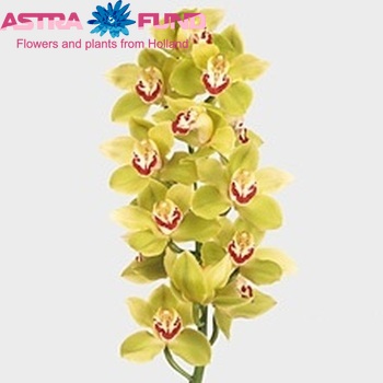 Cymbidium grootbloemig per tak 'Mrs. Gabriella' zdjęcie