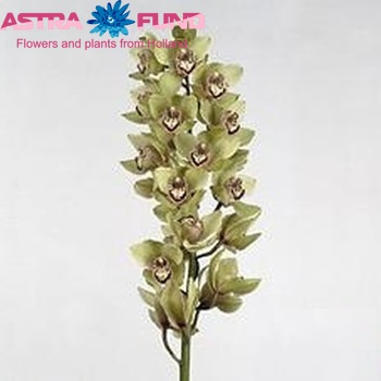 Cymbidium grootbloemig per tak 'Mrs. Green Sunset' zdjęcie