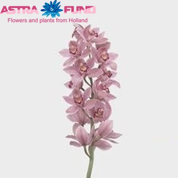 Cymbidium grootbloemig per tak 'Mrs. Laura' zdjęcie