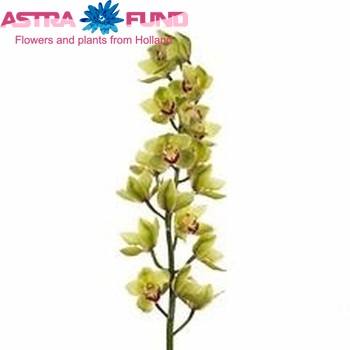 Cymbidium grootbloemig per tak 'Mrs. Leontine' zdjęcie