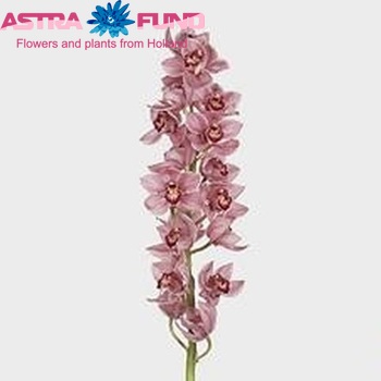 Cymbidium grootbloemig per tak 'Mrs. Mariska' zdjęcie