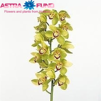 Cymbidium grootbloemig per tak 'Mrs. Maxima' zdjęcie