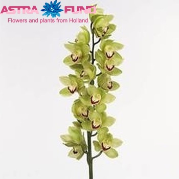 Cymbidium grootbloemig per tak 'Mrs. Melany' zdjęcie