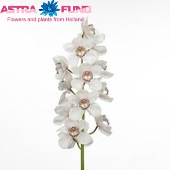 Cymbidium grootbloemig per tak 'Mrs. Mont Blanc' zdjęcie