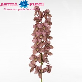 Cymbidium grootbloemig per tak 'Mrs. Purple Rain' foto