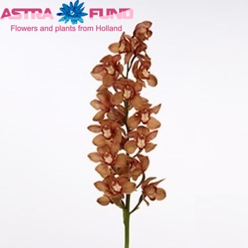 Cymbidium grootbloemig per tak 'Oranje Holland' photo