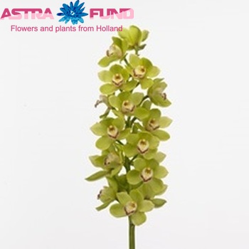 Cymbidium grootbloemig per tak Ovation 'Emerald' photo