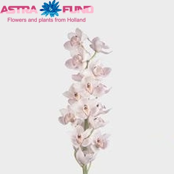 Cymbidium grootbloemig per tak Pacific Cloud '...' photo