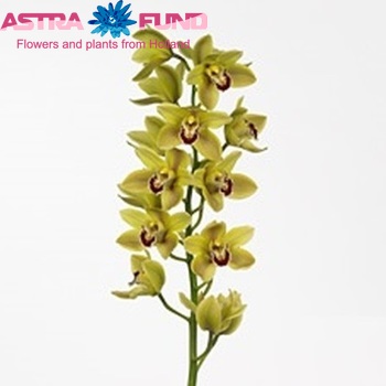 Cymbidium grootbloemig per tak Paris '...' photo