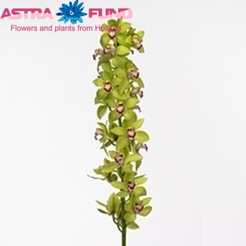Cymbidium grootbloemig per tak Patricia Kerwood 'Cold Spring' φωτογραφία