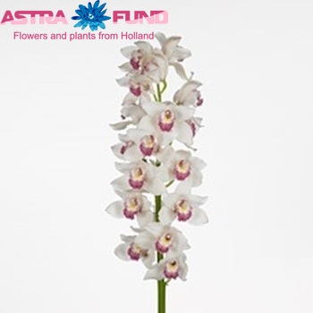 Cymbidium grootbloemig per tak Pearl Balkis 'Fiona' φωτογραφία