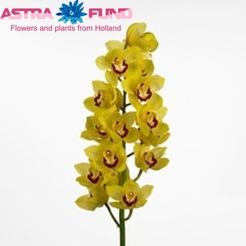 Cymbidium grootbloemig per tak 'Peter' φωτογραφία