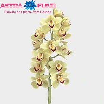 Cymbidium grootbloemig per tak 'Piedmont' φωτογραφία