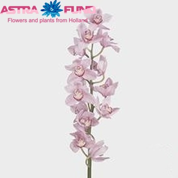 Cymbidium grootbloemig per tak 'Pink Briljant' φωτογραφία