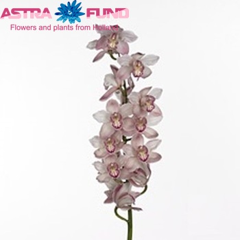 Cymbidium grootbloemig per tak 'Pink Cloud' φωτογραφία