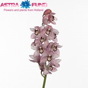 Cymbidium grootbloemig per tak 'Pink Ducko' φωτογραφία