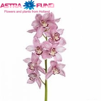 Cymbidium grootbloemig per tak 'Pink Floyd' φωτογραφία