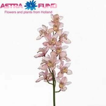 Cymbidium grootbloemig per tak 'Pink Peach' φωτογραφία