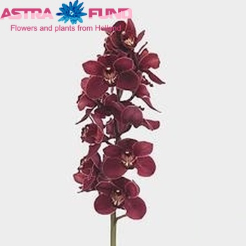 Cymbidium grootbloemig per tak Pontac 'Mont Millais' φωτογραφία